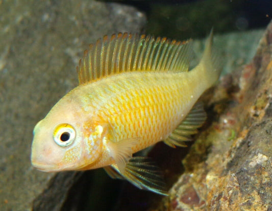 Fire cracker golden Small