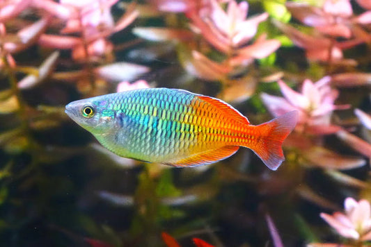 Boesmani rainbow fish