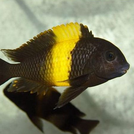 Yellow band cichlid small