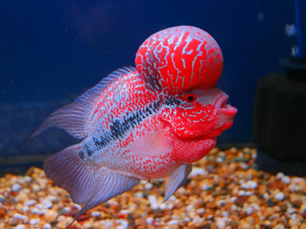 Flowerhorn A Grade Types for Sale South Africa | RSB Aquatics