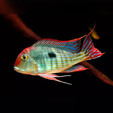 Geophagus redhead tapajo