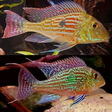 Geophagus sveni