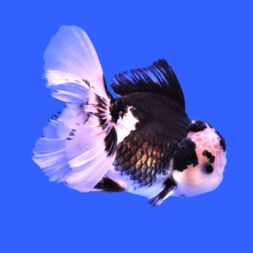 Panda Oranda lionhead