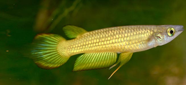 Panchax