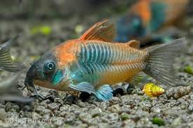 green venezuelan corydoras