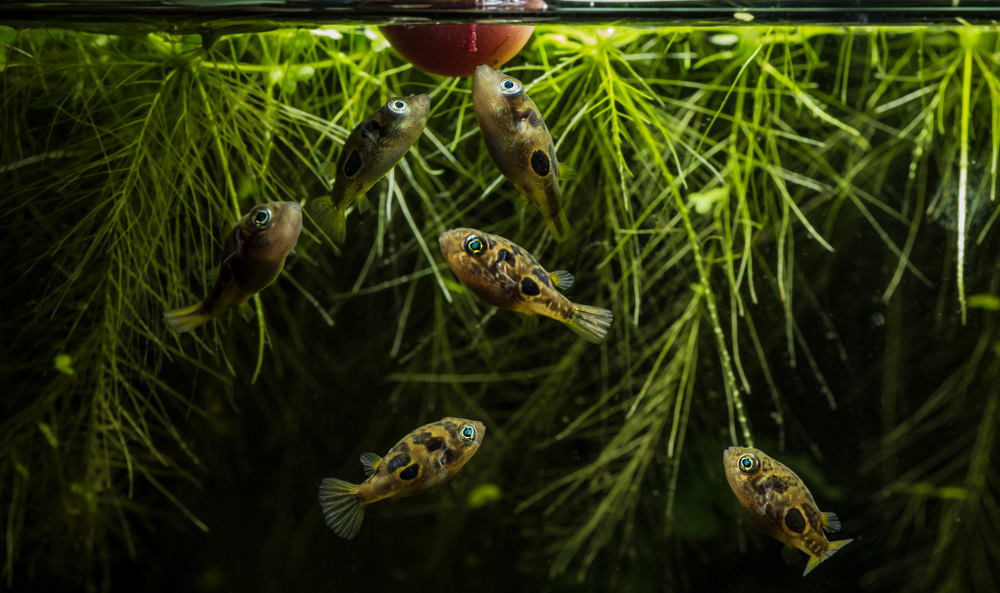 Pea puffer