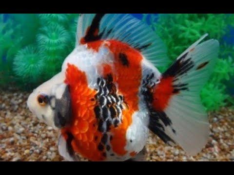 A grade Ryukin goldfish