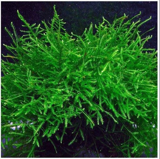 Java moss an Christmas moss