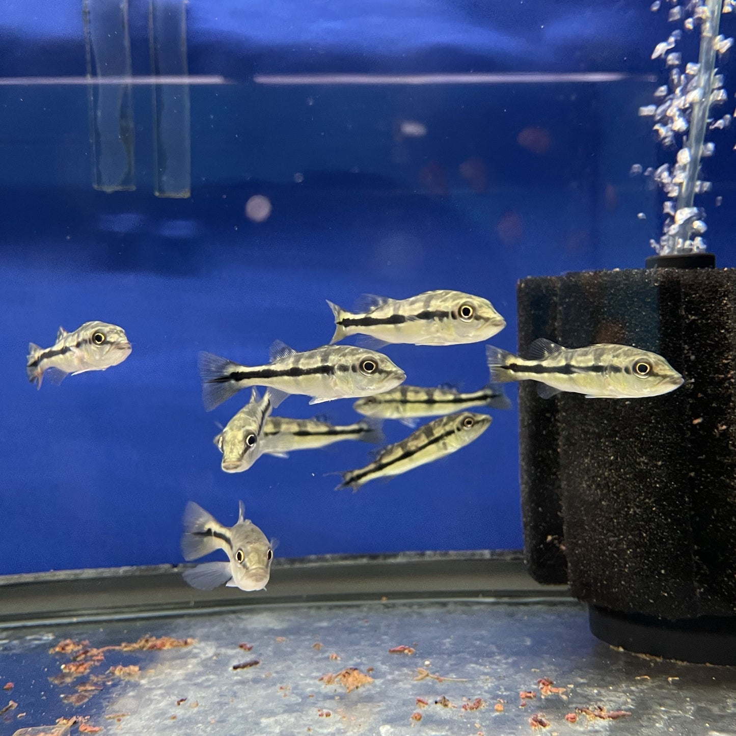 Peacock bass