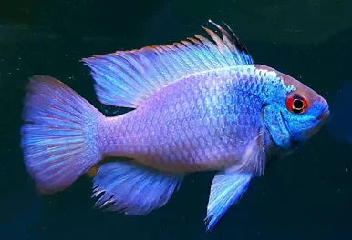 blue ramirezi