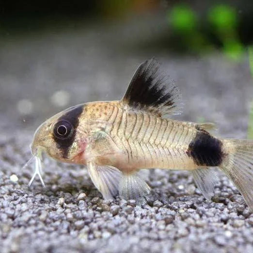 Panda corydoras