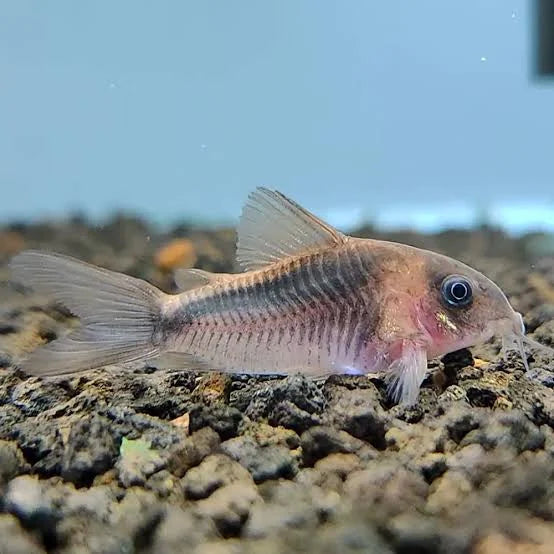 rabaut's corydoras