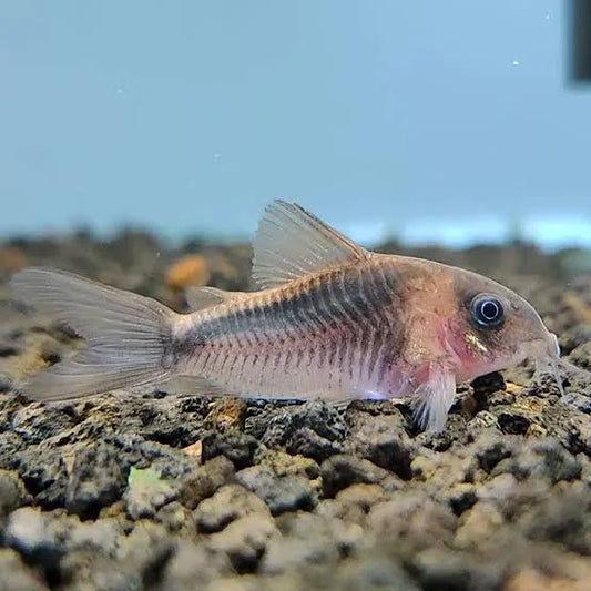 rabaut's corydoras