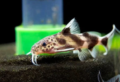 synodontis valentiana