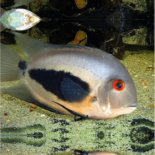 uaru cichlid