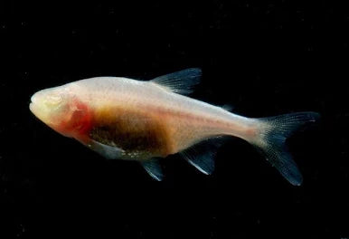 Astyanax jordani (Blind Cave Tetras)