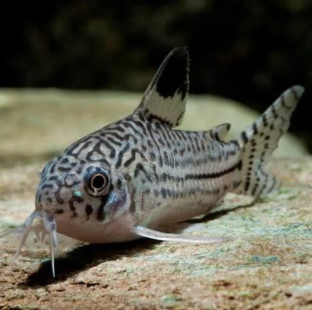 leopard catfish (Threestripe corydoras)