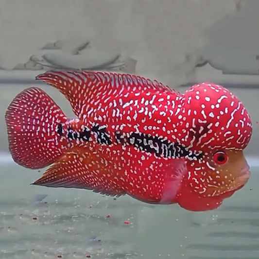 Red Kamfa dilute Flowerhorn