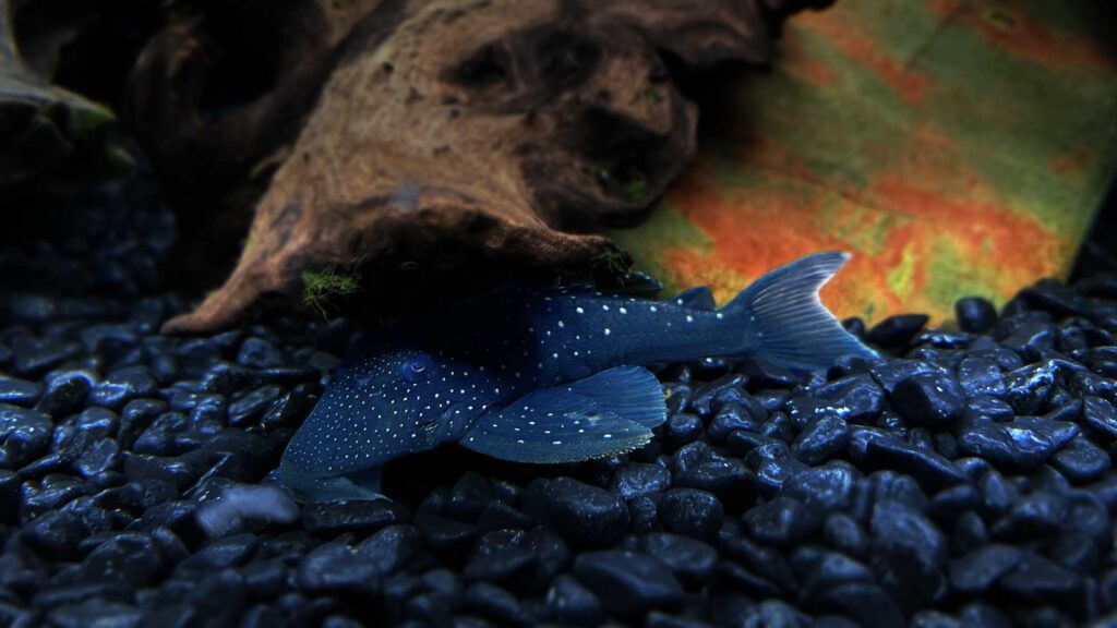 Fancy L pleco