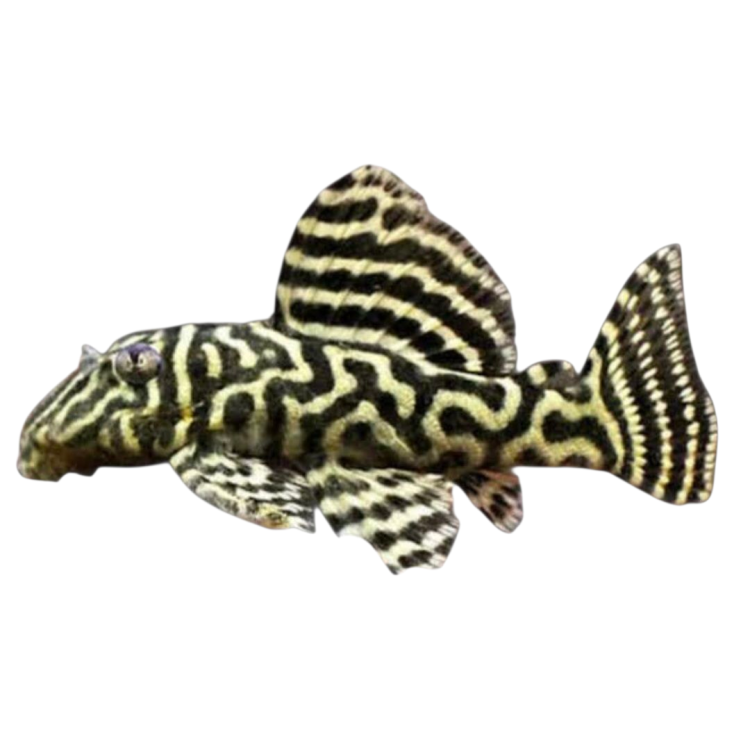 Fancy L pleco