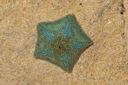 Dwarf Cushion Star