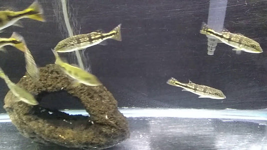 Peacock bass