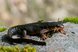 Fire Belly  Newt