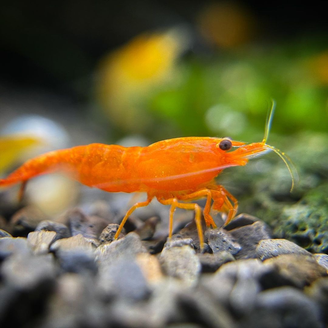 Shrimp exotic types