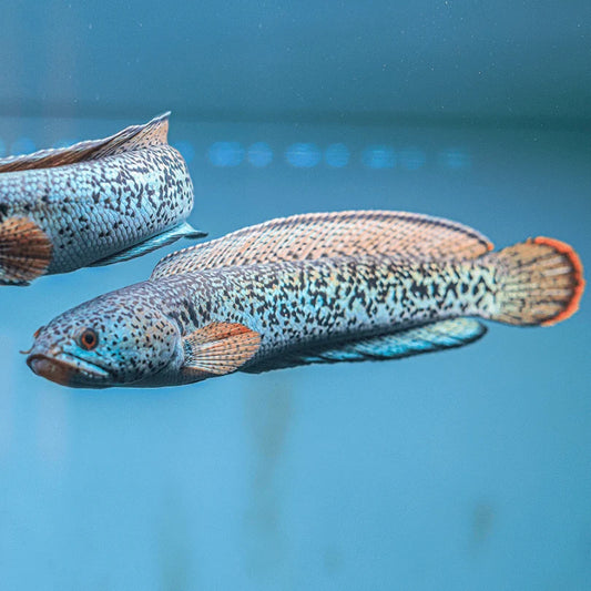 Peacock Snakehead Channa