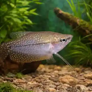 pearl gourami