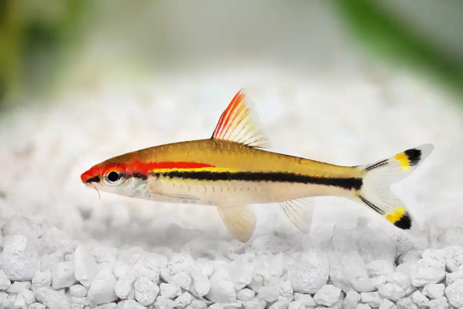Torpedo Barb