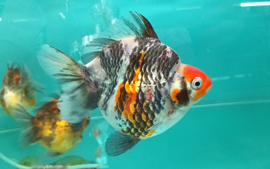 A grade Ryukin goldfish