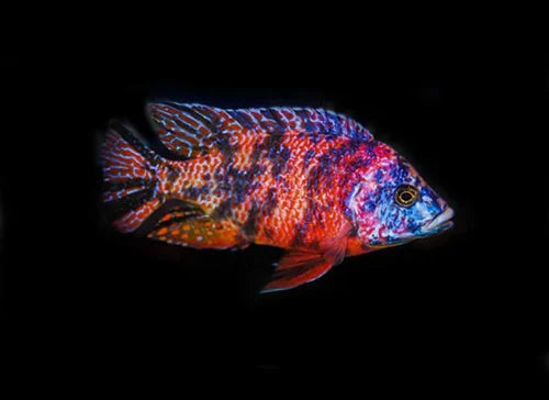 Aulonocara  peacock Cichlid