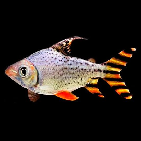 red flagtail fish