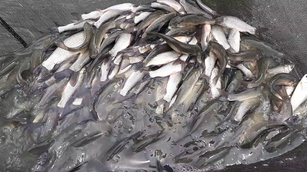 Grass carp