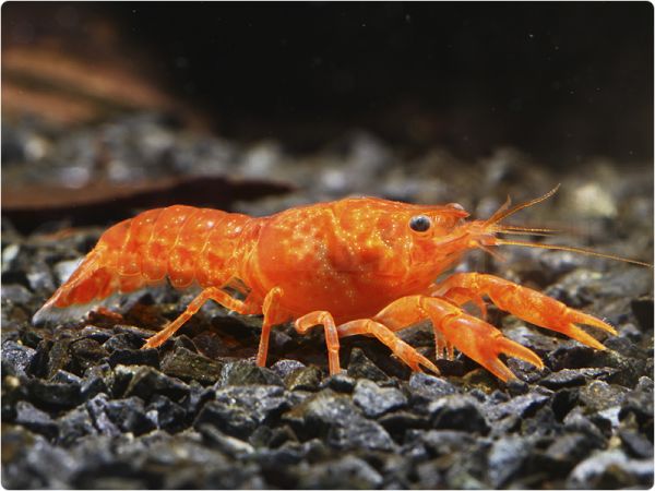 Mexican dwarf lobster