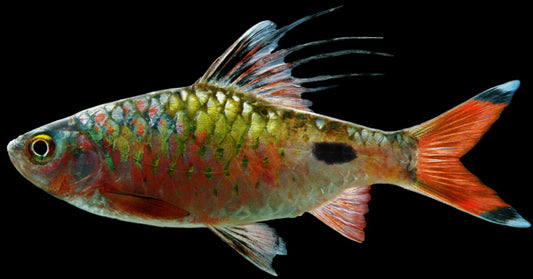 Filament barb