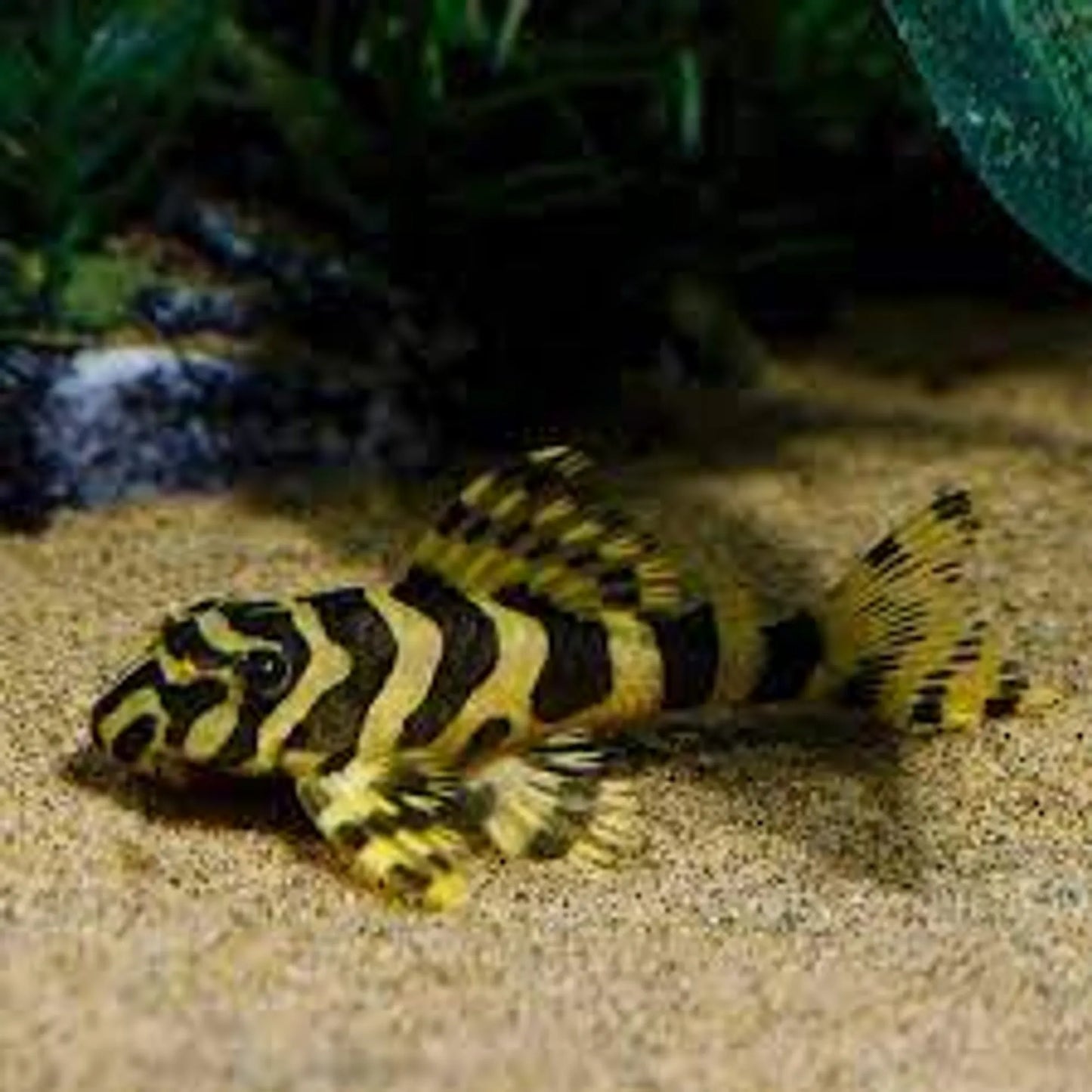 Fancy L pleco