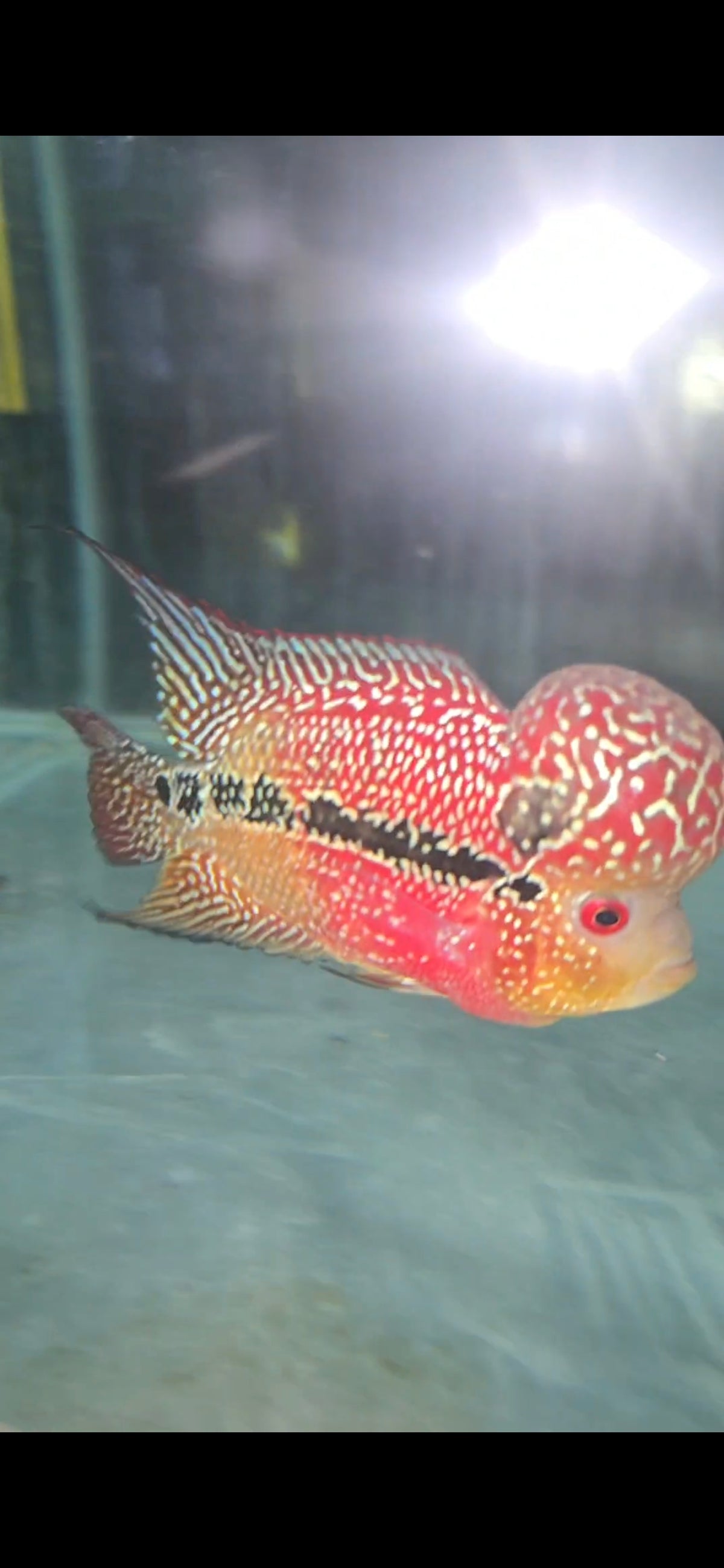 Flowerhorn A Grade Types for Sale South Africa | RSB Aquatics