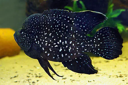 Pollini cichlid