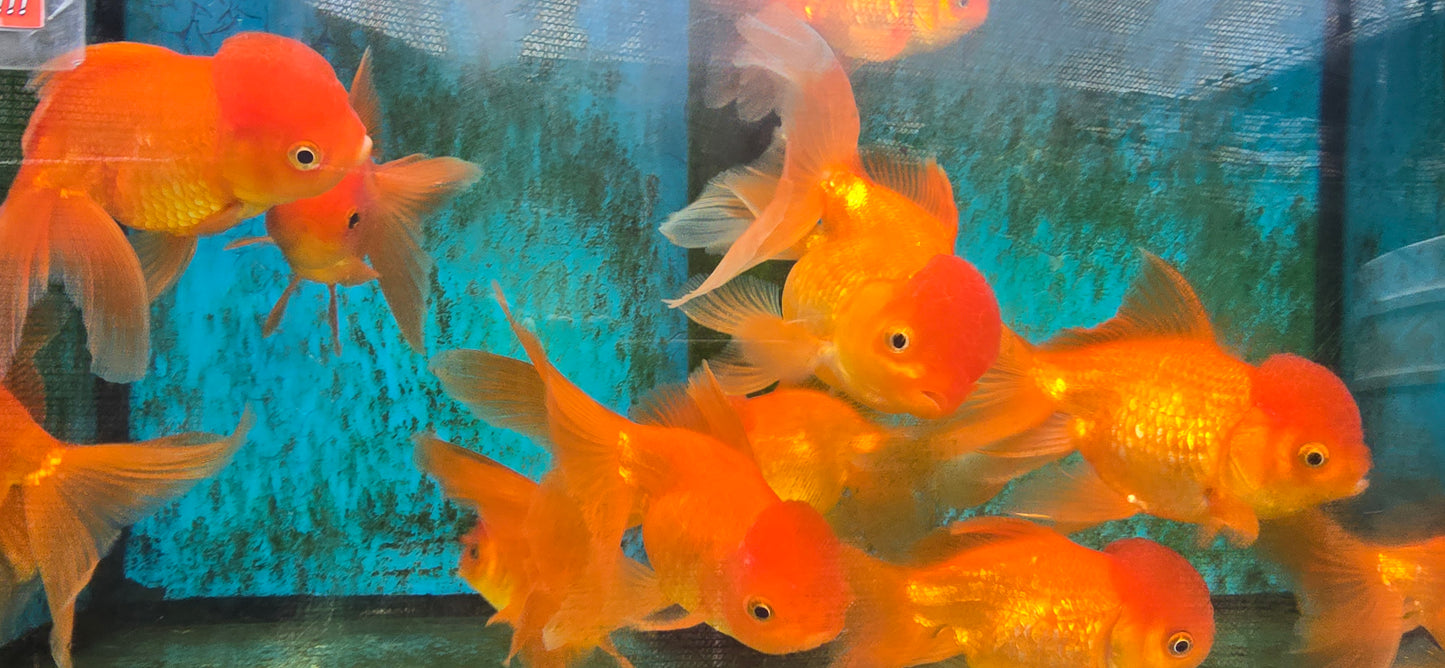 Red oranda lionhead