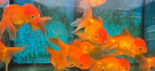Red oranda lionhead