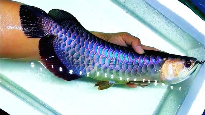 Asian Arowana