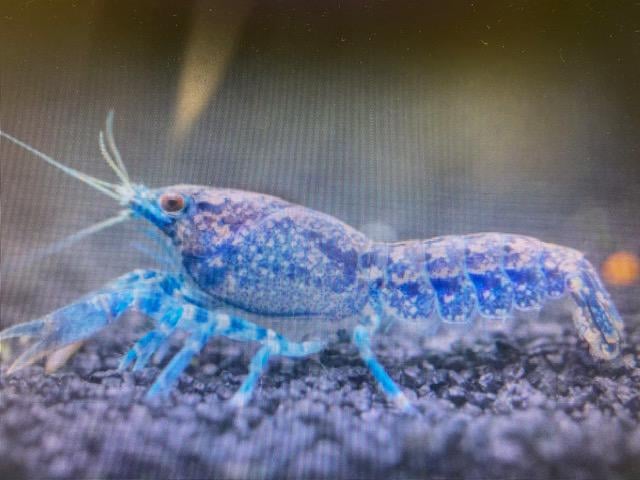 Mexican dwarf lobster