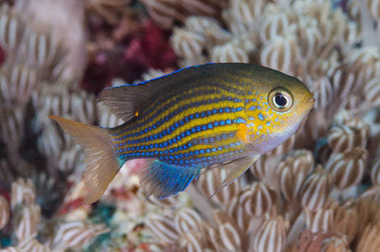 Chromis lined