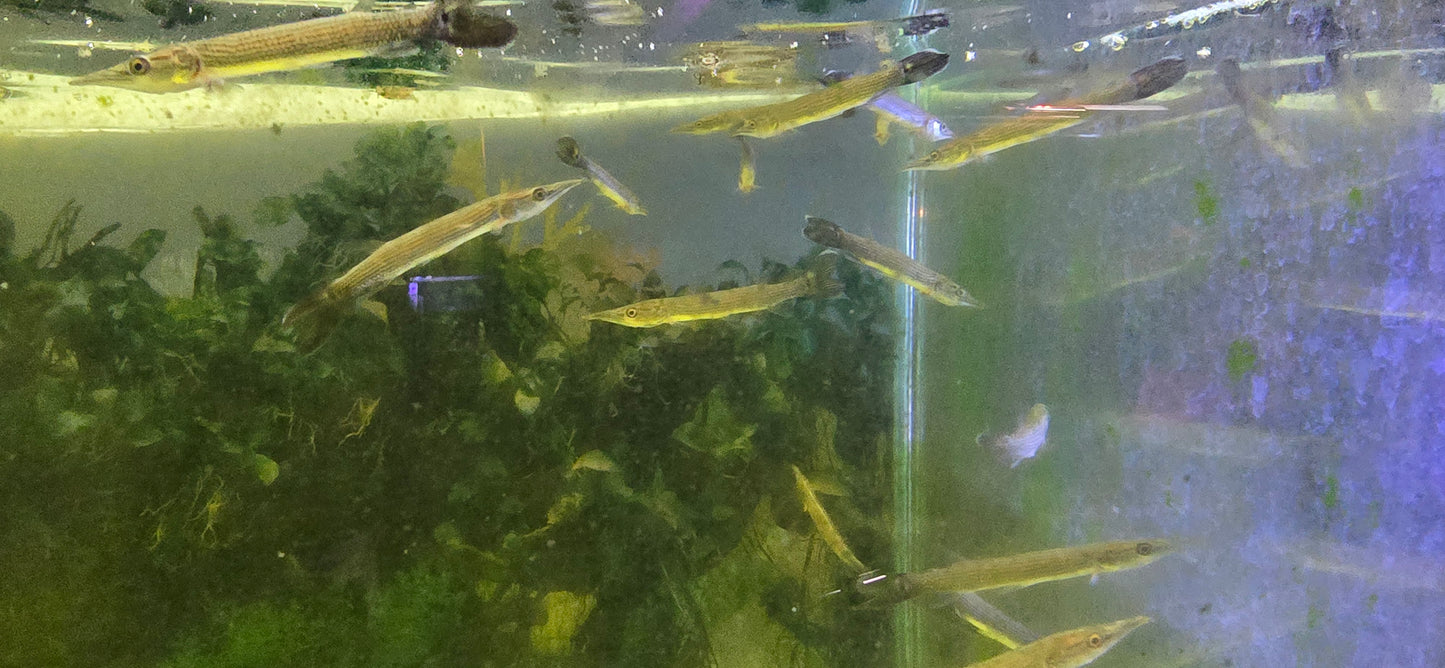 Rocket gar