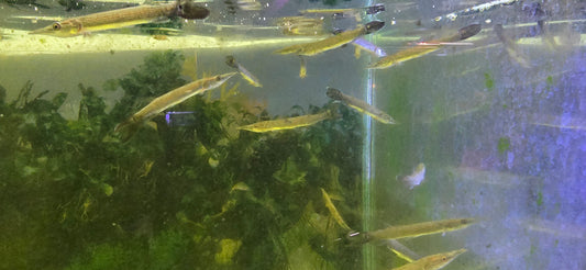Rocket gar