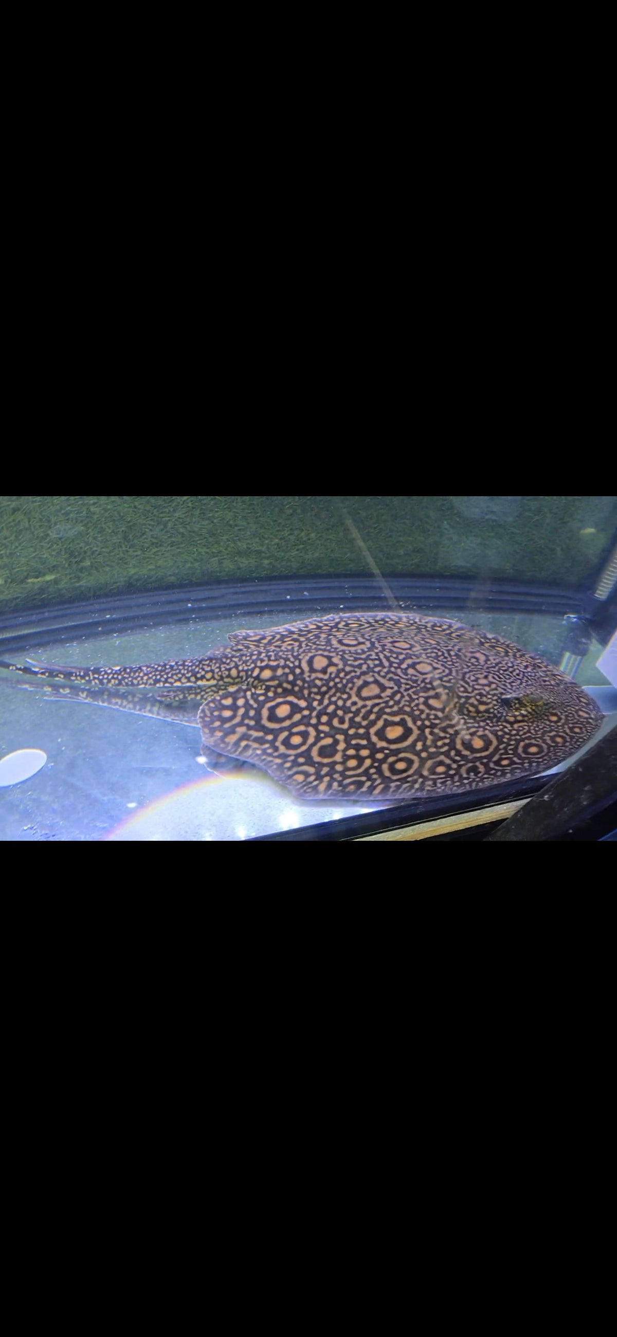 Orange flower stingray