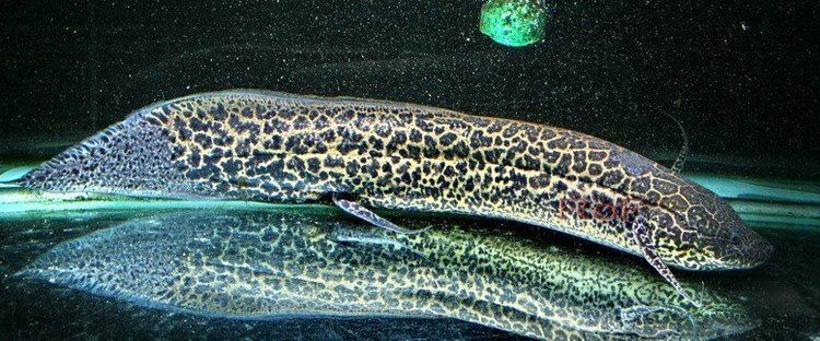 Marbled lungfish