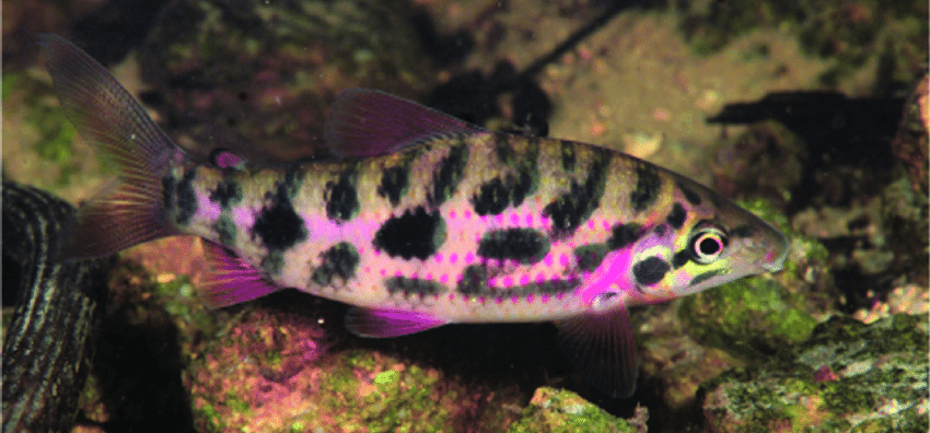 Leporinus types